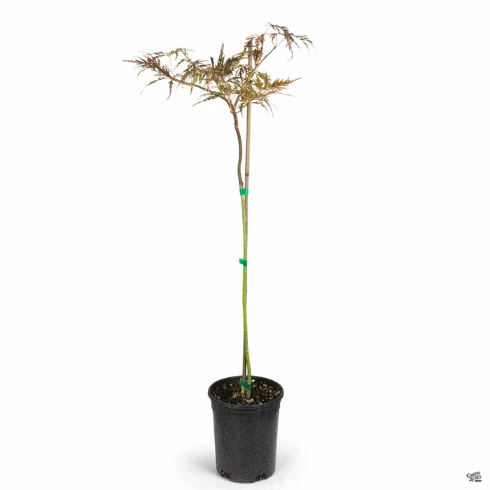 Japanese Laceleaf Maple 'Red Dragon'