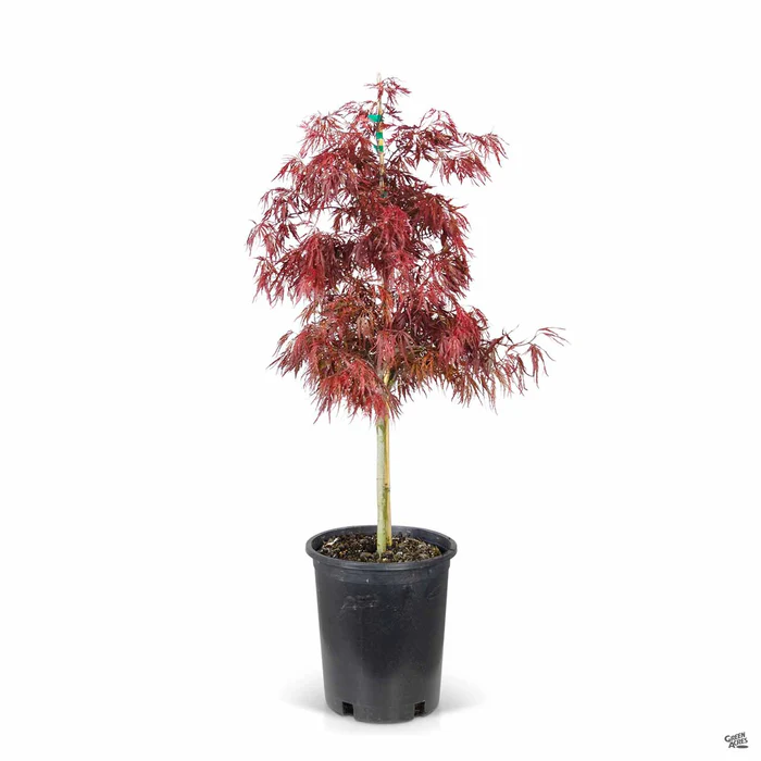 Japanese Laceleaf Maple 'Red Dragon'