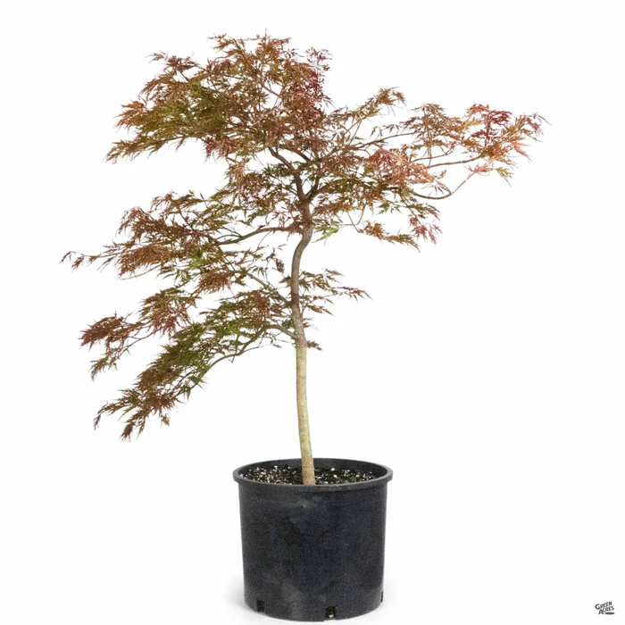 Japanese Laceleaf Maple 'Red Dragon'