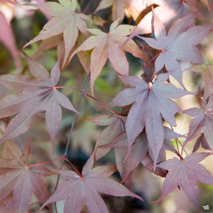 Japanese Maple 'Emperor One'