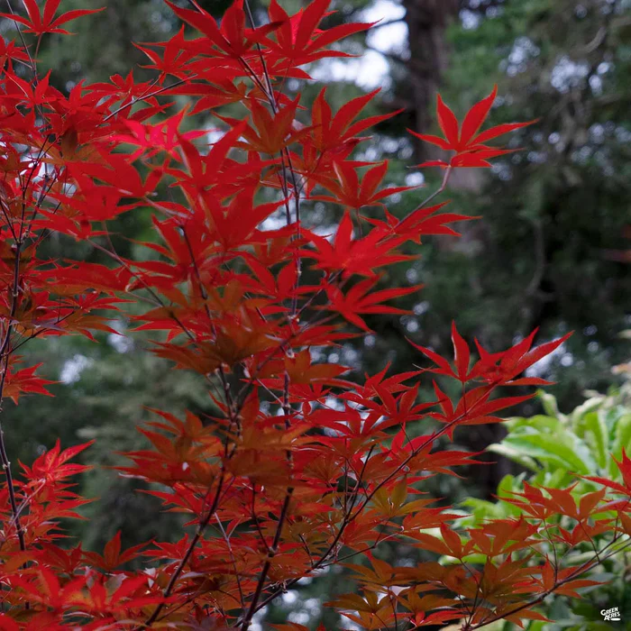 Japanese Maple 'Emperor One'