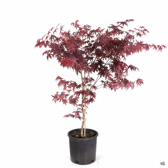 Japanese Maple 'Emperor One'