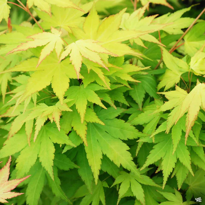 Japanese Maple Multi-Trunk