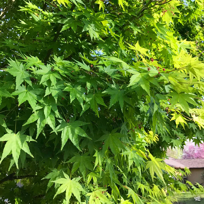 1890-japanese-maple-standard-trunk-2.webp Japanese Maple Standard Trunk