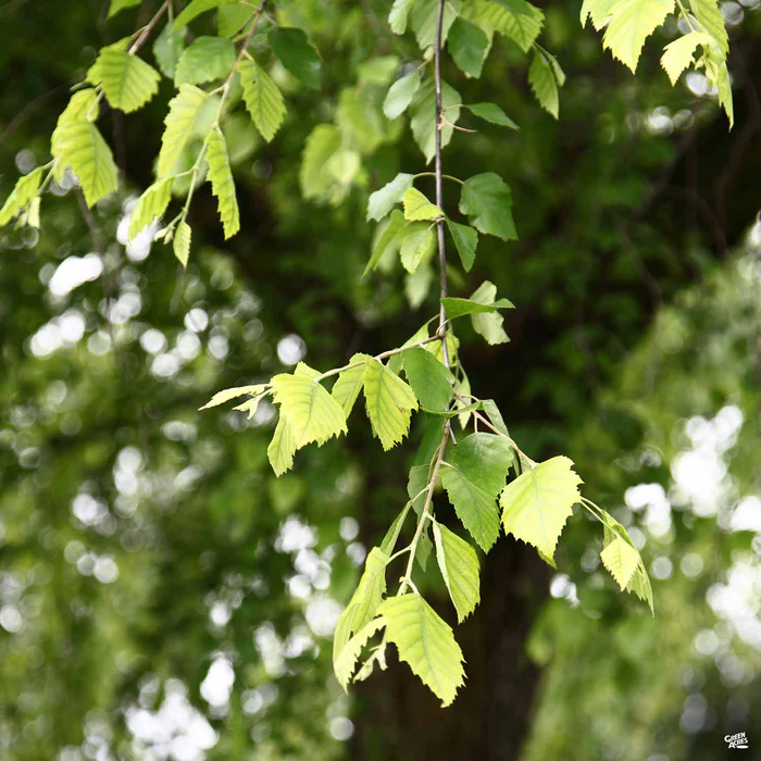 River Birch 'Dura Heat' Multi-Trunk Form