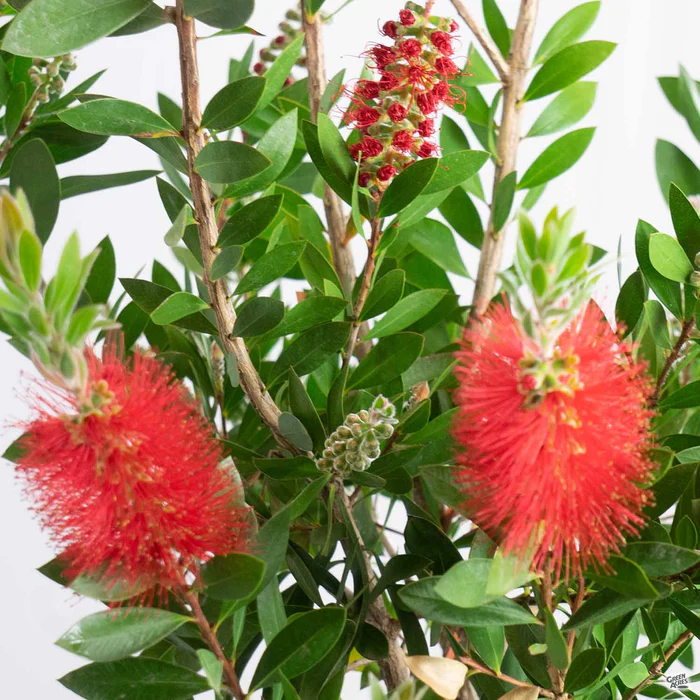 Lemon Bottlebrush Standard Trunk