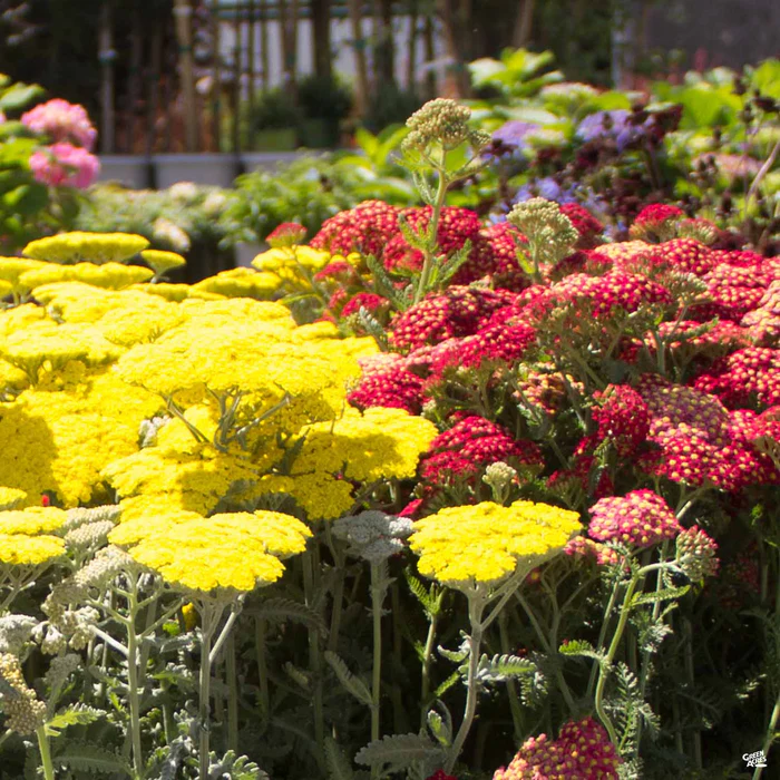 Yarrow