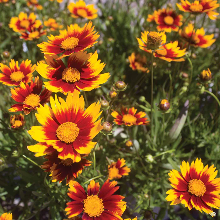 1901-coreopsis-1.webp Coreopsis