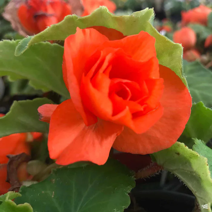 1904-begonia-nonstop-1.webp Begonia Nonstop