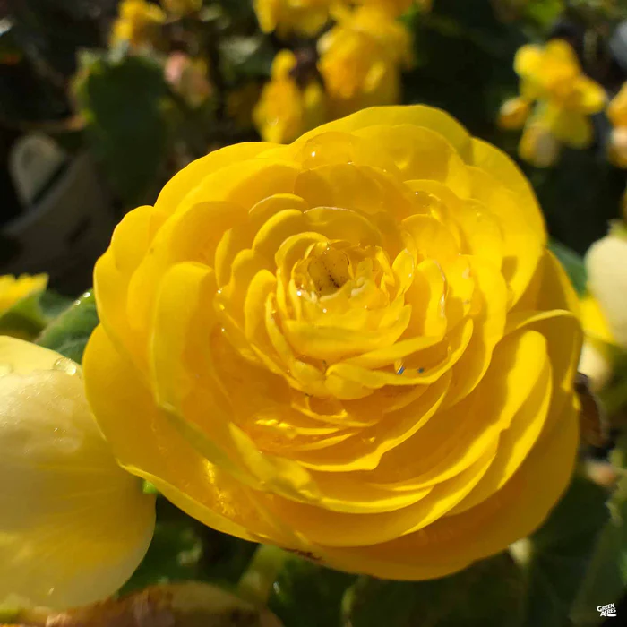 1904-begonia-nonstop-2.webp Begonia Nonstop