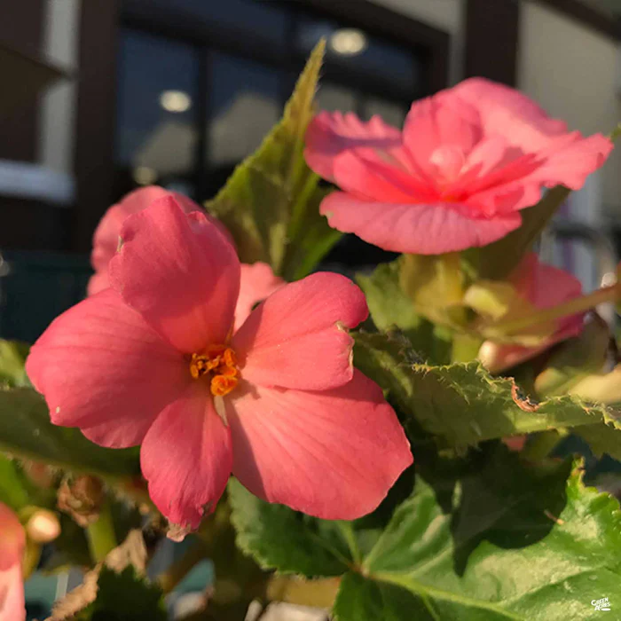 1904-begonia-nonstop-3.webp Begonia Nonstop