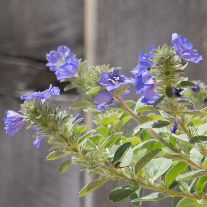 Evolvulus 'Beach Bum Blue'