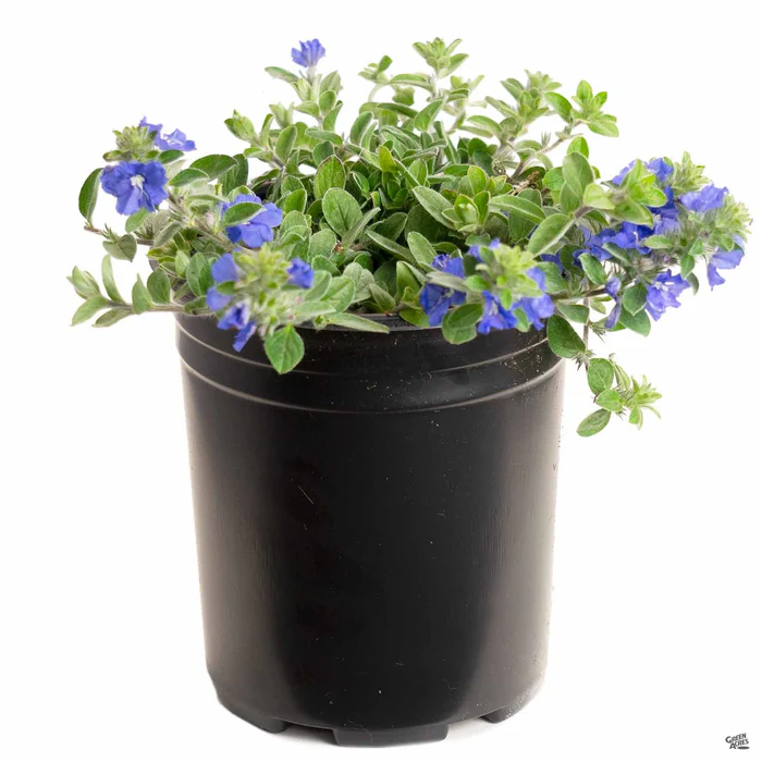 Evolvulus 'Beach Bum Blue'