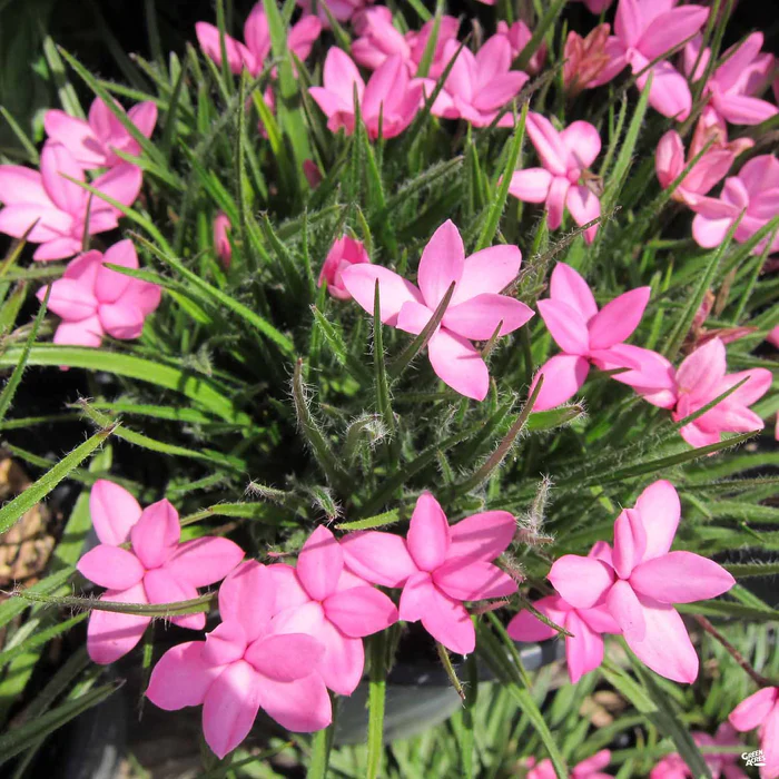 1908-rhodohypoxis-1.webp Rhodohypoxis