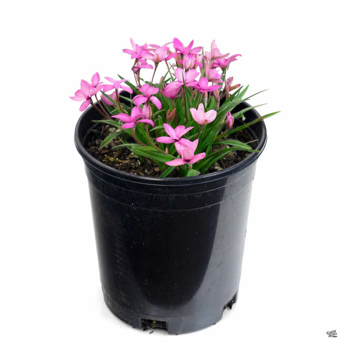 1908-rhodohypoxis-2.webp Rhodohypoxis