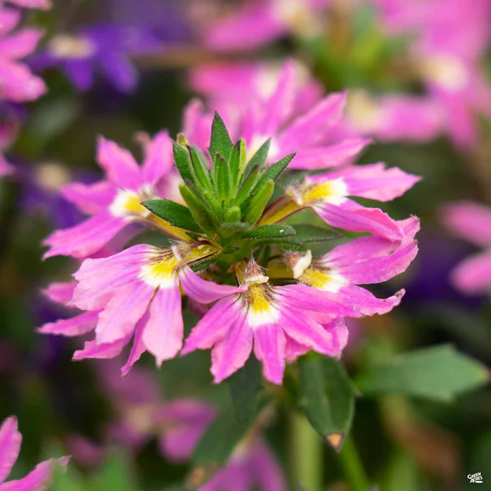 1909-fan-flower-2.webp Fan Flower