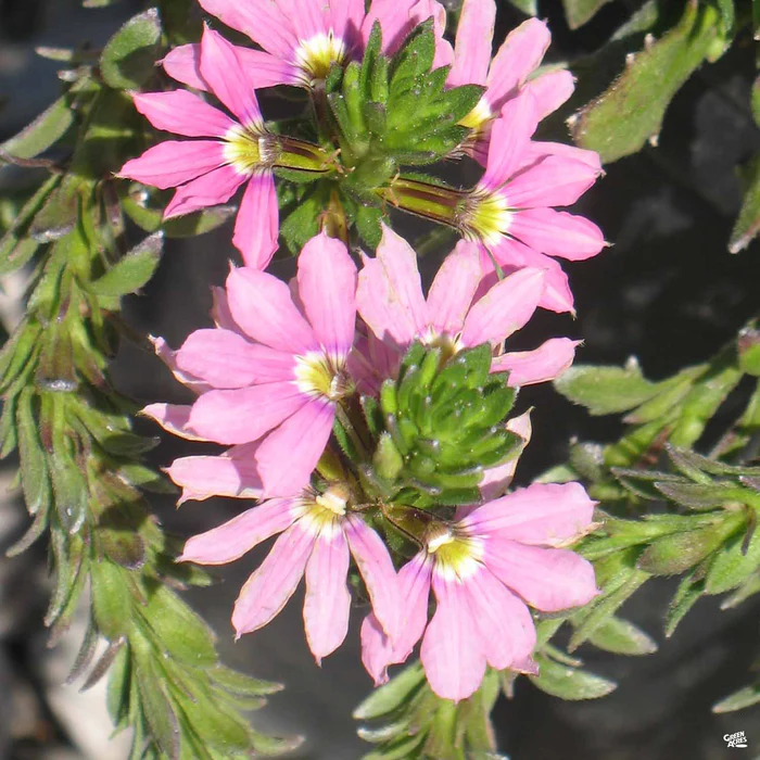 1909-fan-flower-3.webp Fan Flower