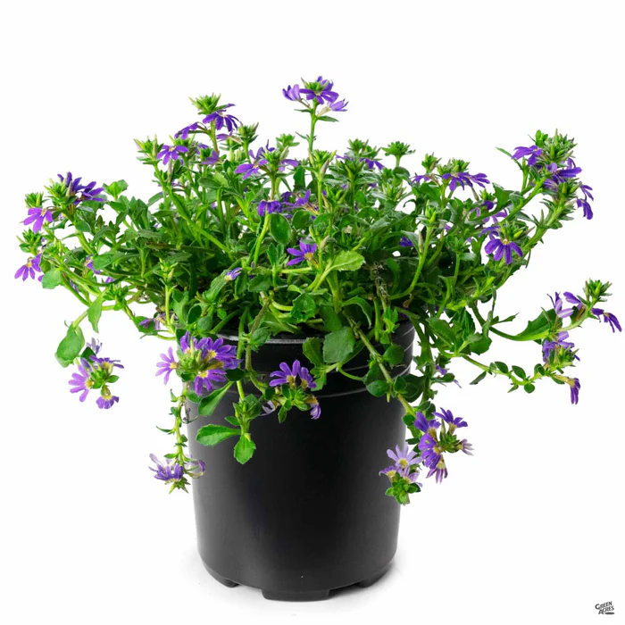 1909-fan-flower-4.webp Fan Flower