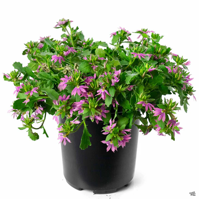 1909-fan-flower-5.webp Fan Flower