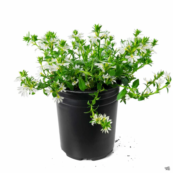 1909-fan-flower-6.webp Fan Flower