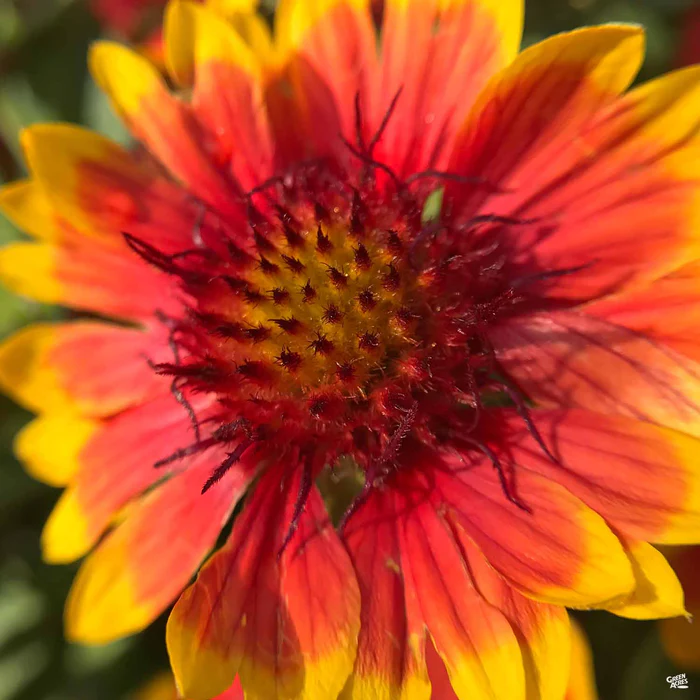 1911-blanket-flower-1.webp Blanket Flower