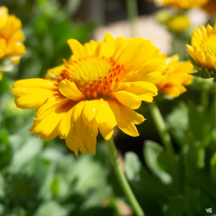 1911-blanket-flower-2.webp Blanket Flower