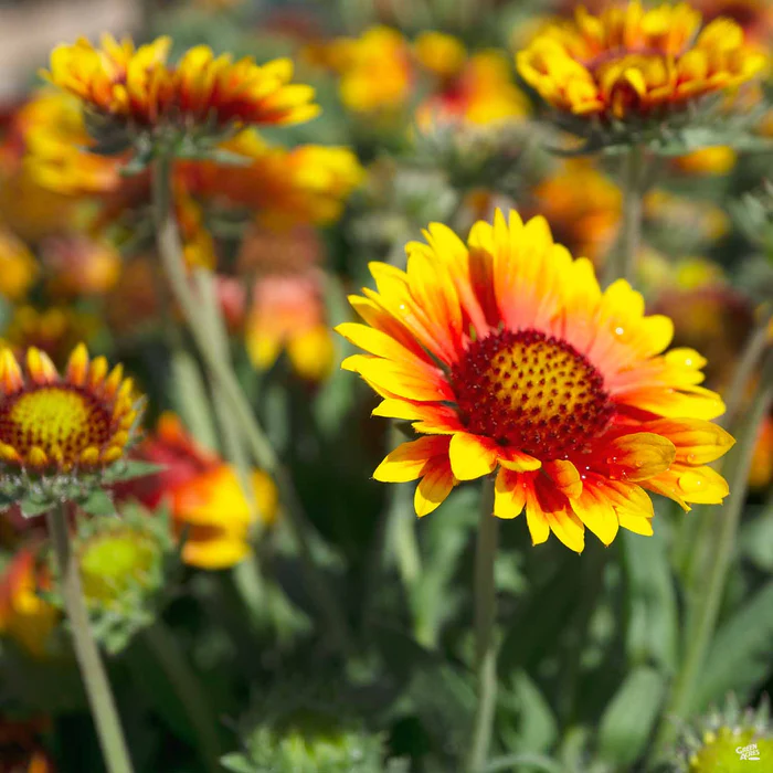 1911-blanket-flower-3.webp Blanket Flower