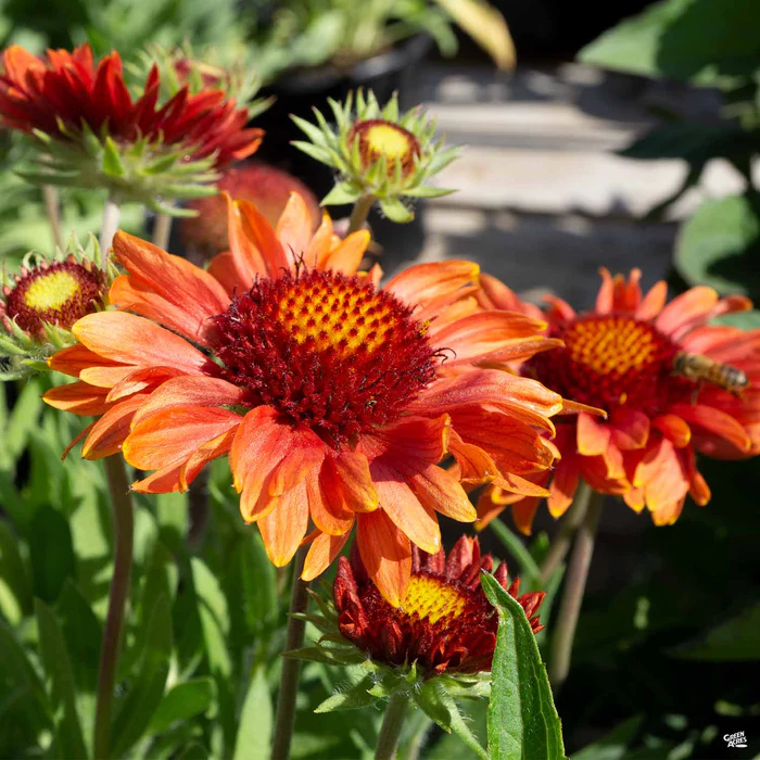 1911-blanket-flower-4.webp Blanket Flower