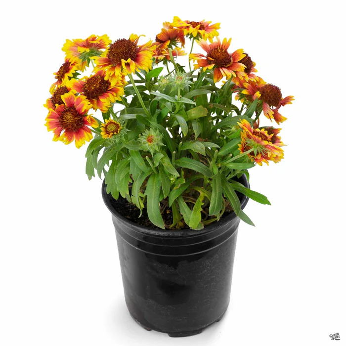 1911-blanket-flower-5.webp Blanket Flower