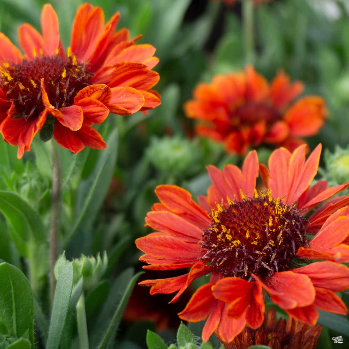 1911-blanket-flower-6.webp Blanket Flower
