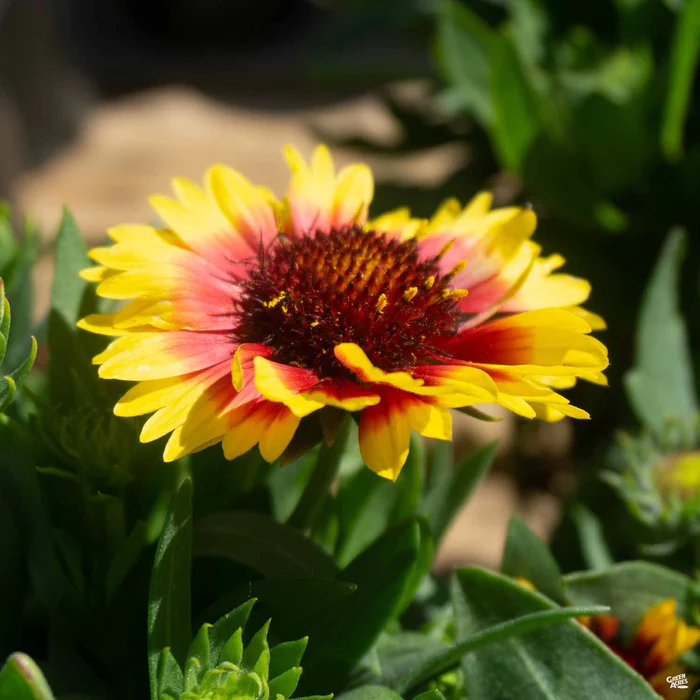 1911-blanket-flower-7.webp Blanket Flower