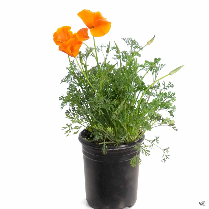 California Poppy