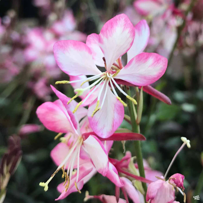 1913-gaura-1.webp Gaura