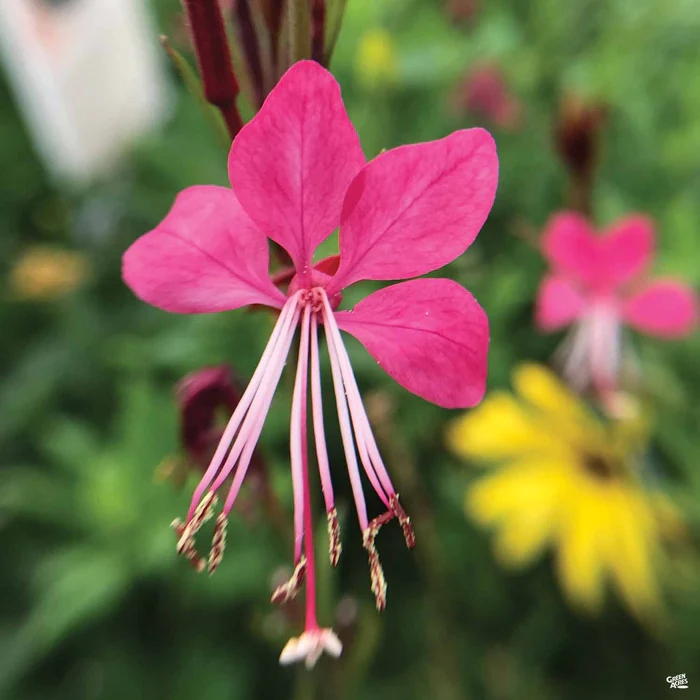 1913-gaura-2.webp Gaura