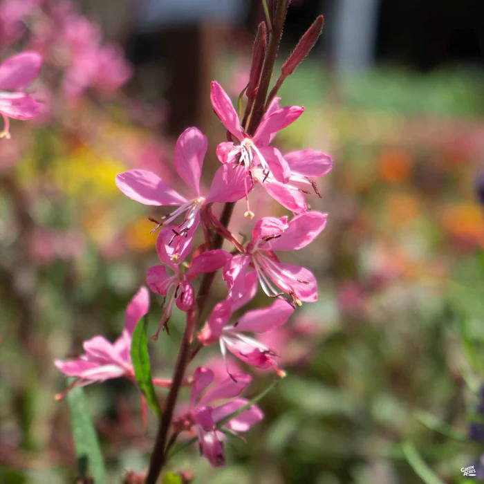 1913-gaura-3.webp Gaura