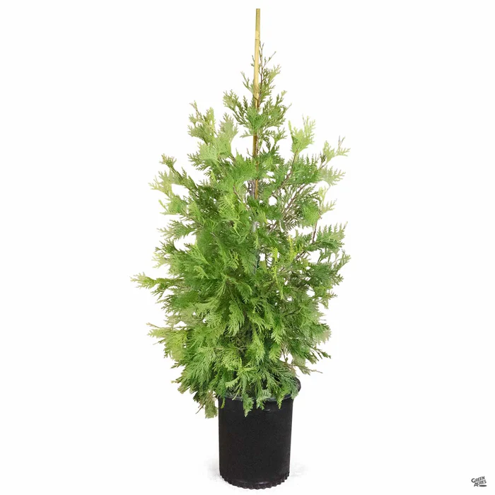 Incense Cedar