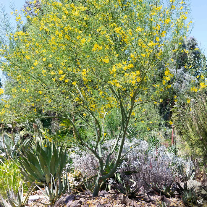 Palo Verde 'Desert Museum' Multi-Trunk