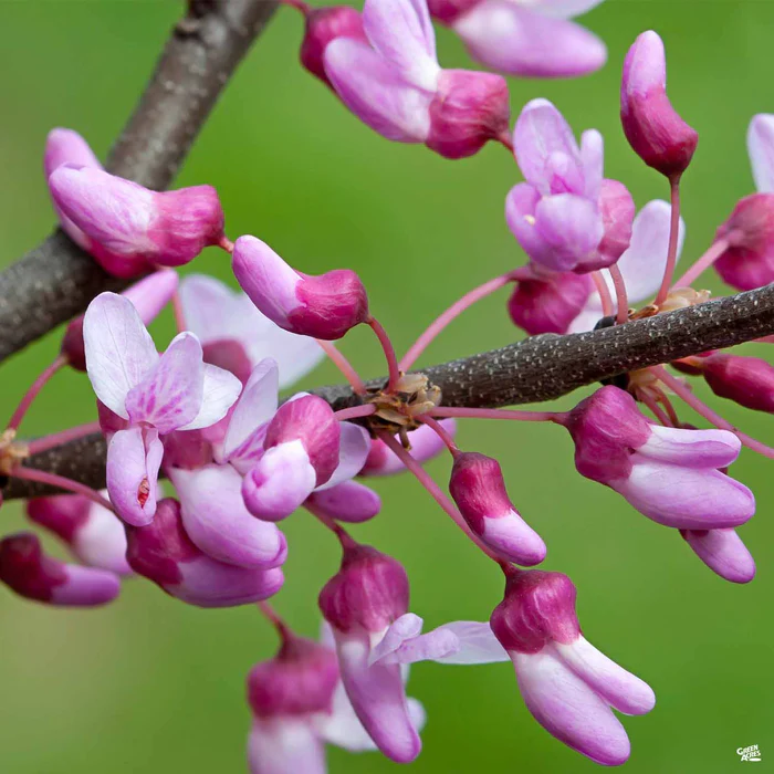 1924-the-rising-sun-eastern-redbud-1.webp The Rising Sun Eastern Redbud