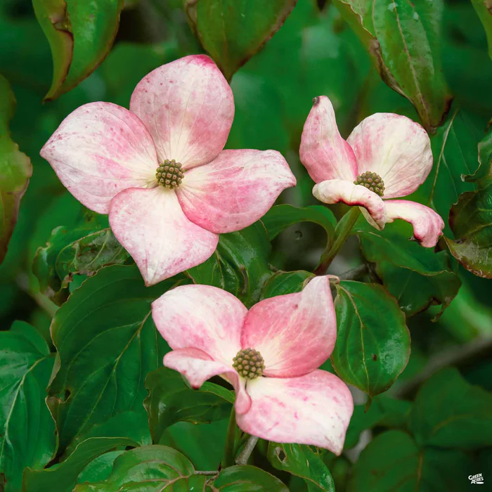 1927-kousa-dogwood-satomi-1.webp Kousa Dogwood 'Satomi'