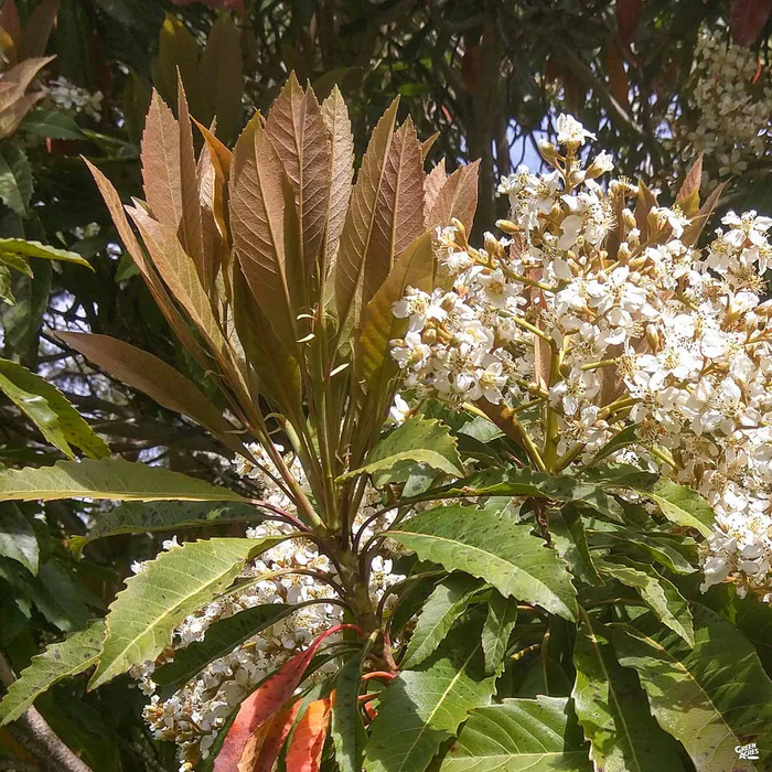 Bronze Loquat Multi-Trunk