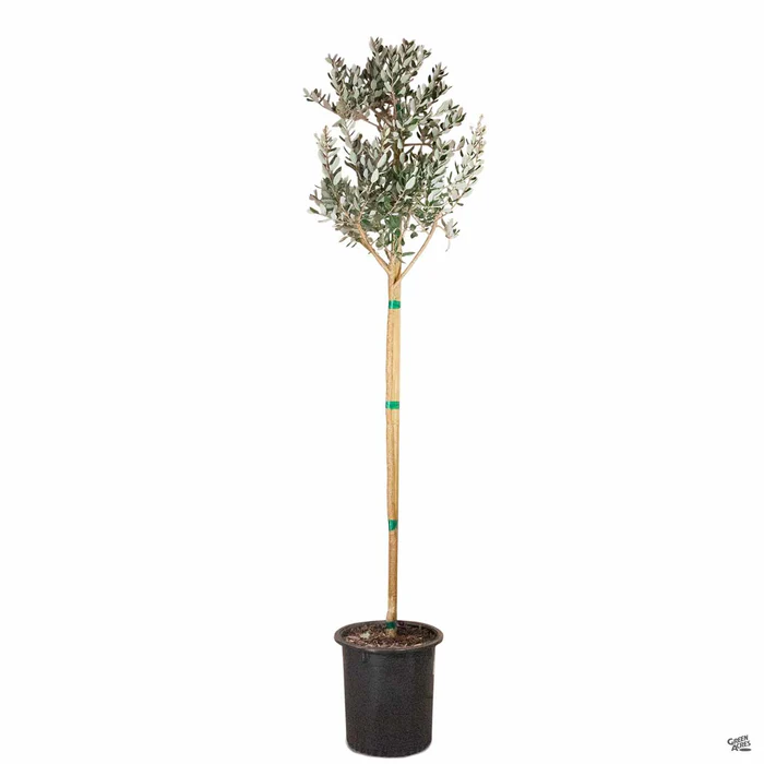 1935-pineapple-guava-standard-trunk-3.webp Pineapple Guava Standard Trunk