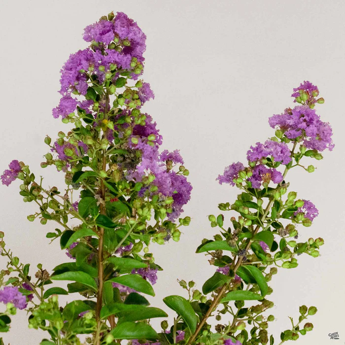 Crape Myrtle 'Catawba' Multi-Trunk
