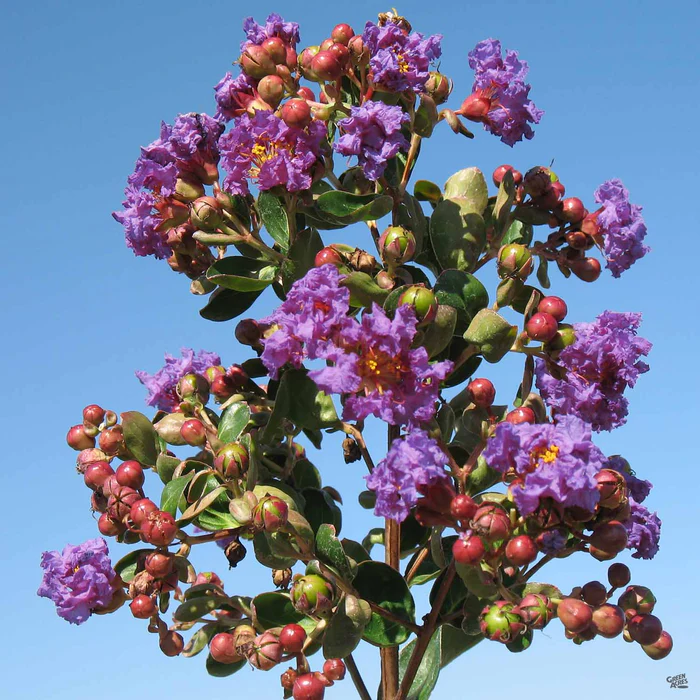 1941-crape-myrtle-catawba-standard-trunk-1.webp Crape Myrtle 'Catawba' Standard Trunk