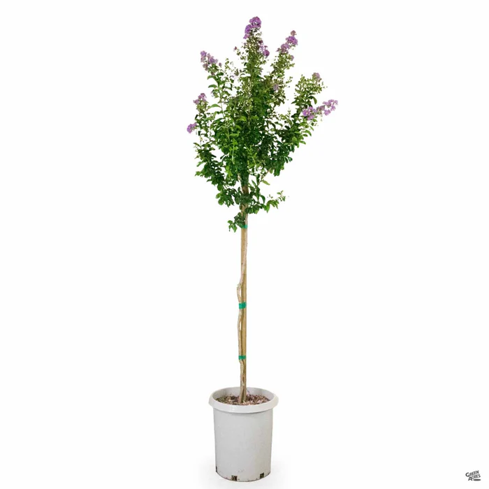 1941-crape-myrtle-catawba-standard-trunk-2.webp Crape Myrtle 'Catawba' Standard Trunk
