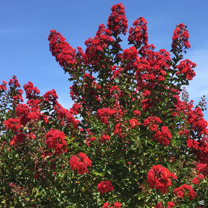 1945-crape-myrtle-red-rocket-standard-trunk-1.webp Crape Myrtle 'Red Rocket' Standard Trunk