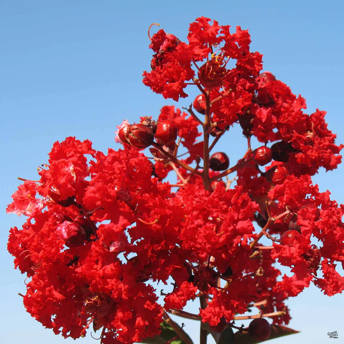 1945-crape-myrtle-red-rocket-standard-trunk-2.webp Crape Myrtle 'Red Rocket' Standard Trunk