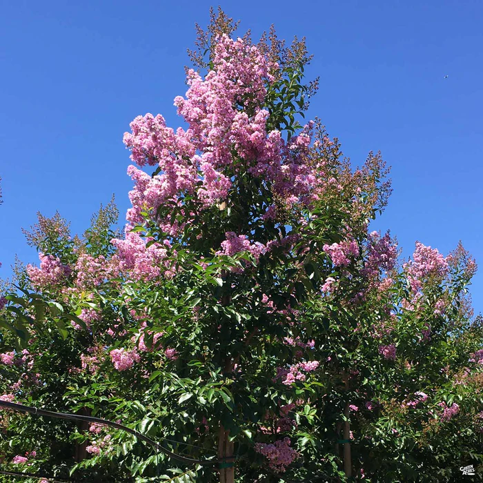 1951-crape-myrtle-muskogee-standard-trunk-1.webp Crape Myrtle 'Muskogee' Standard Trunk