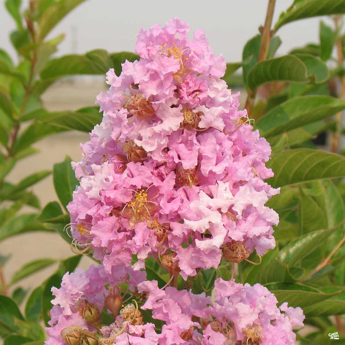 1951-crape-myrtle-muskogee-standard-trunk-2.webp Crape Myrtle 'Muskogee' Standard Trunk