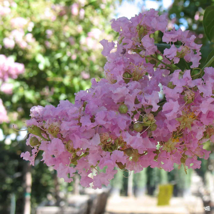 1951-crape-myrtle-muskogee-standard-trunk-3.webp Crape Myrtle 'Muskogee' Standard Trunk