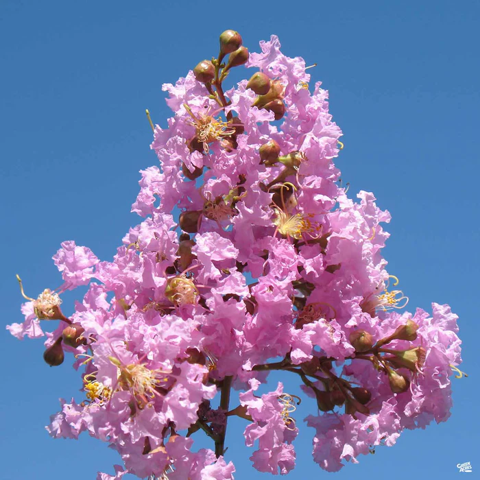 1951-crape-myrtle-muskogee-standard-trunk-4.webp Crape Myrtle 'Muskogee' Standard Trunk